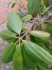Rhododendron