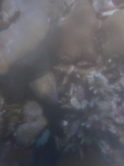 Gymnothorax flavimarginatus