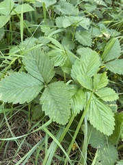 Fragaria moschata