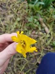 Narcissus pseudonarcissus