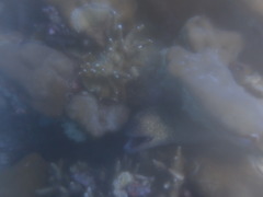 Gymnothorax flavimarginatus