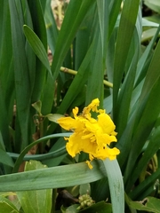 Narcissus pseudonarcissus