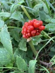 Arum cylindraceum
