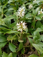 Pachysandra terminalis