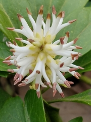 Pachysandra terminalis