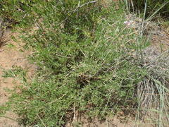 Pelargonium dolomiticum