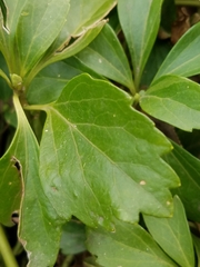 Pachysandra terminalis
