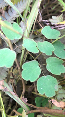 Thalictrum thalictroides