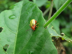 Disonycha quinquelineata