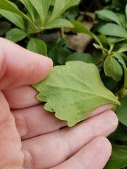 Pachysandra terminalis