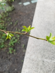 Malus