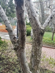 Malus