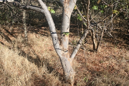 Image of Lannea schweinfurthii by (c) M Kriek, some rights reserved (CC BY-SA)