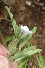 Monsonia burkeana