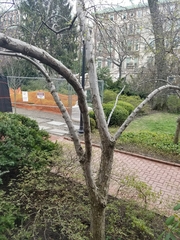 Malus