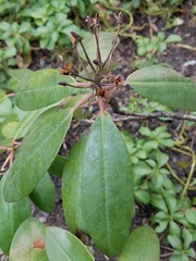 Rhododendron maximum