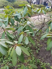 Rhododendron maximum