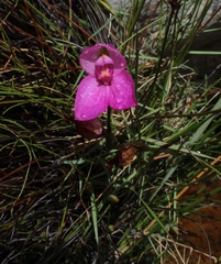 Disa racemosa