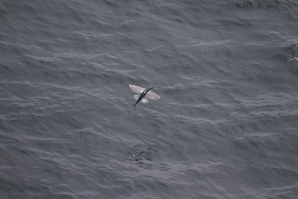 Bluntnose Flyingfish