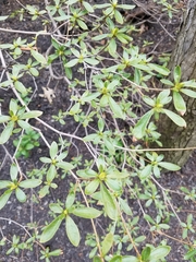 Rhododendron
