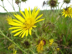 Berkheya erysithales