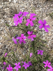 Jamesbrittenia microphylla