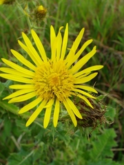 Berkheya erysithales