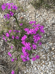 Jamesbrittenia microphylla