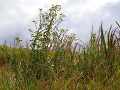 Berkheya erysithales