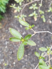 Rhododendron