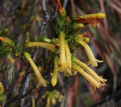 Erica curviflora curviflora