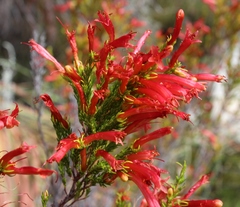 Erica curviflora curviflora