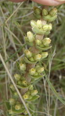 Crassula capitella nodulosa