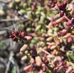 Crassula expansa pyrifolia