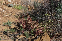 Crassula expansa pyrifolia