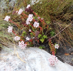 Crassula undulata