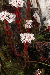 Crassula undulata