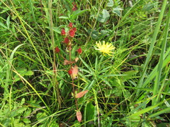 Hypericum attenuatum