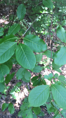 Viburnum cassinoides image