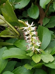 Pachysandra terminalis