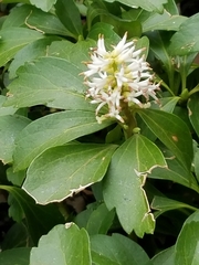 Pachysandra terminalis