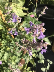 Nepeta × faassenii