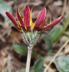 Haplocarpha lyrata