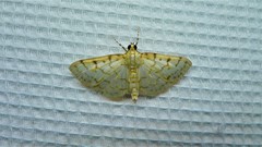 Polygrammodes flavidalis