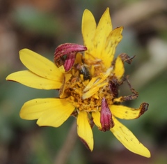 Haplocarpha lyrata