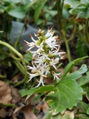 Pachysandra terminalis