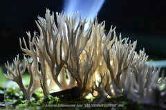 Lentaria byssiseda