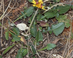 Haplocarpha lyrata