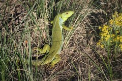 Lacerta diplochondrodes