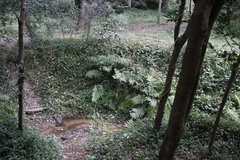 Pteris dentata